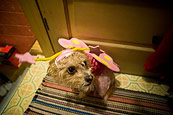 Peanut And Halloween 2